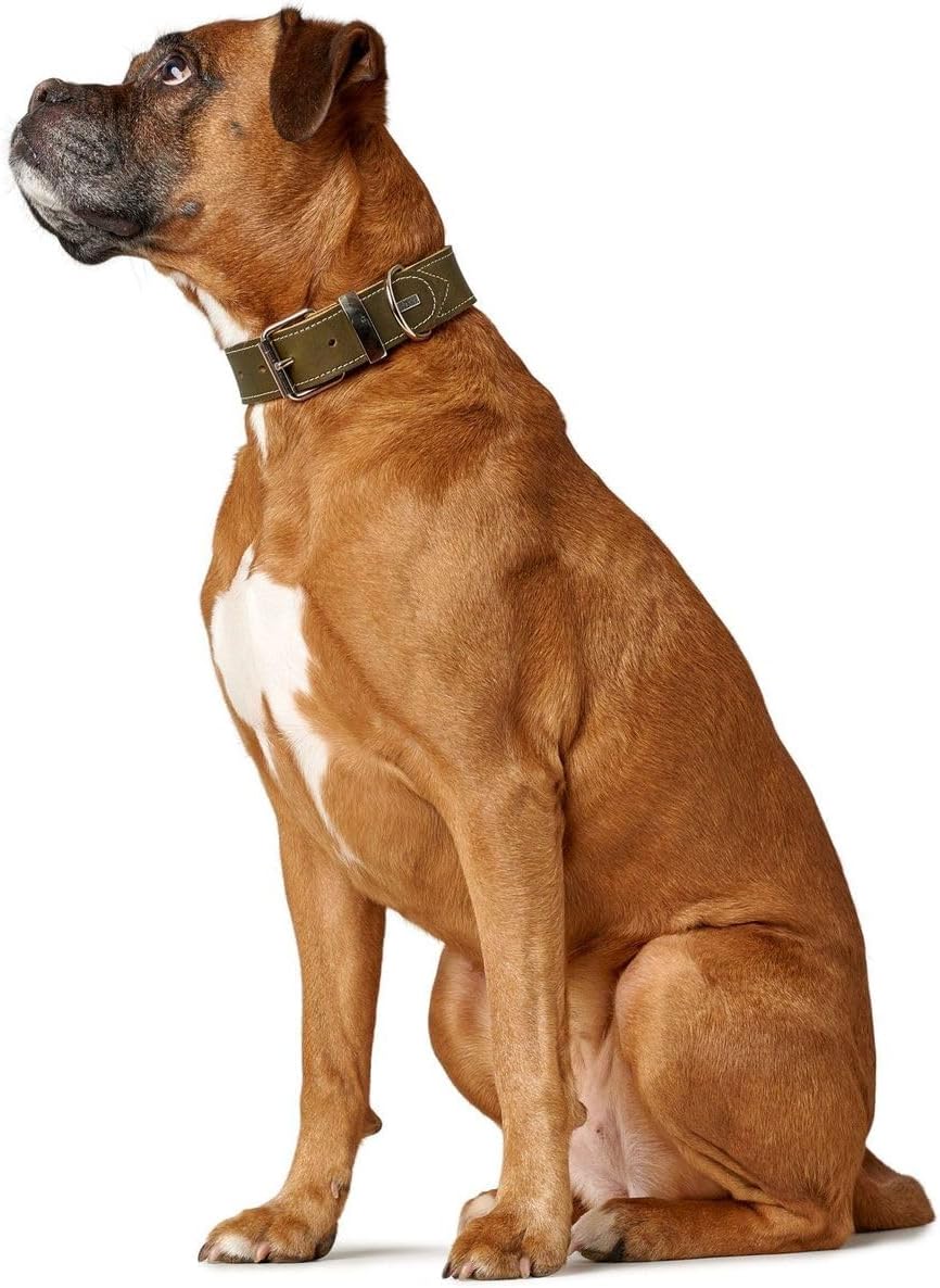HUNTER AALBORG SPECIAL Hundehalsband, Leder, strapazierfähig, komfortabel, 40 (S), oliv oliv 40 (S),