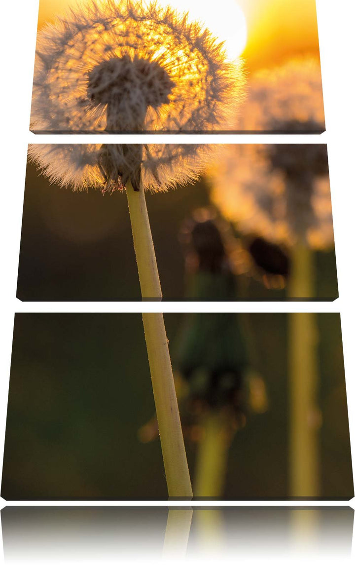 Pixxprint Pusteblume als Leinwandbild/Grösse: 3 Teilig (120x80) cm/Wandbild/Kunstdruck/fertig bespan