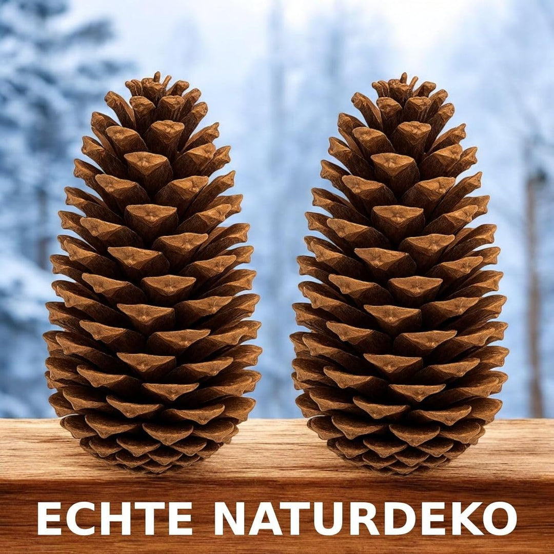NaDeco Pinus maritima in Natur, 14-18cm, 20 Stück | Grosse Tannenzapfen | Kiefernzapfen | Weihnachts