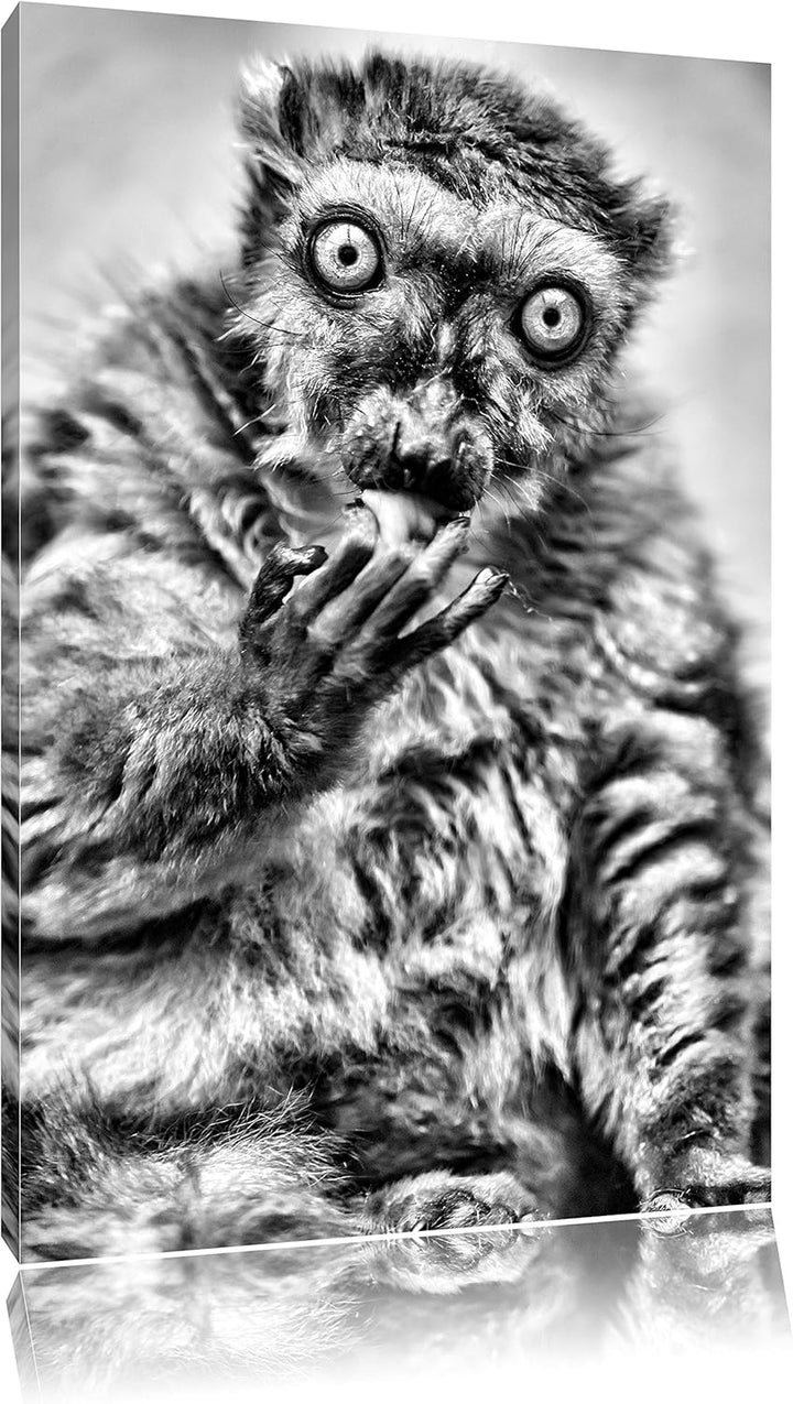 Pixxprint Blauaugenmaki / 100x70cm Leinwandbild bespannt auf Holzrahmen/Wandbild Kunstdruck Dekorati