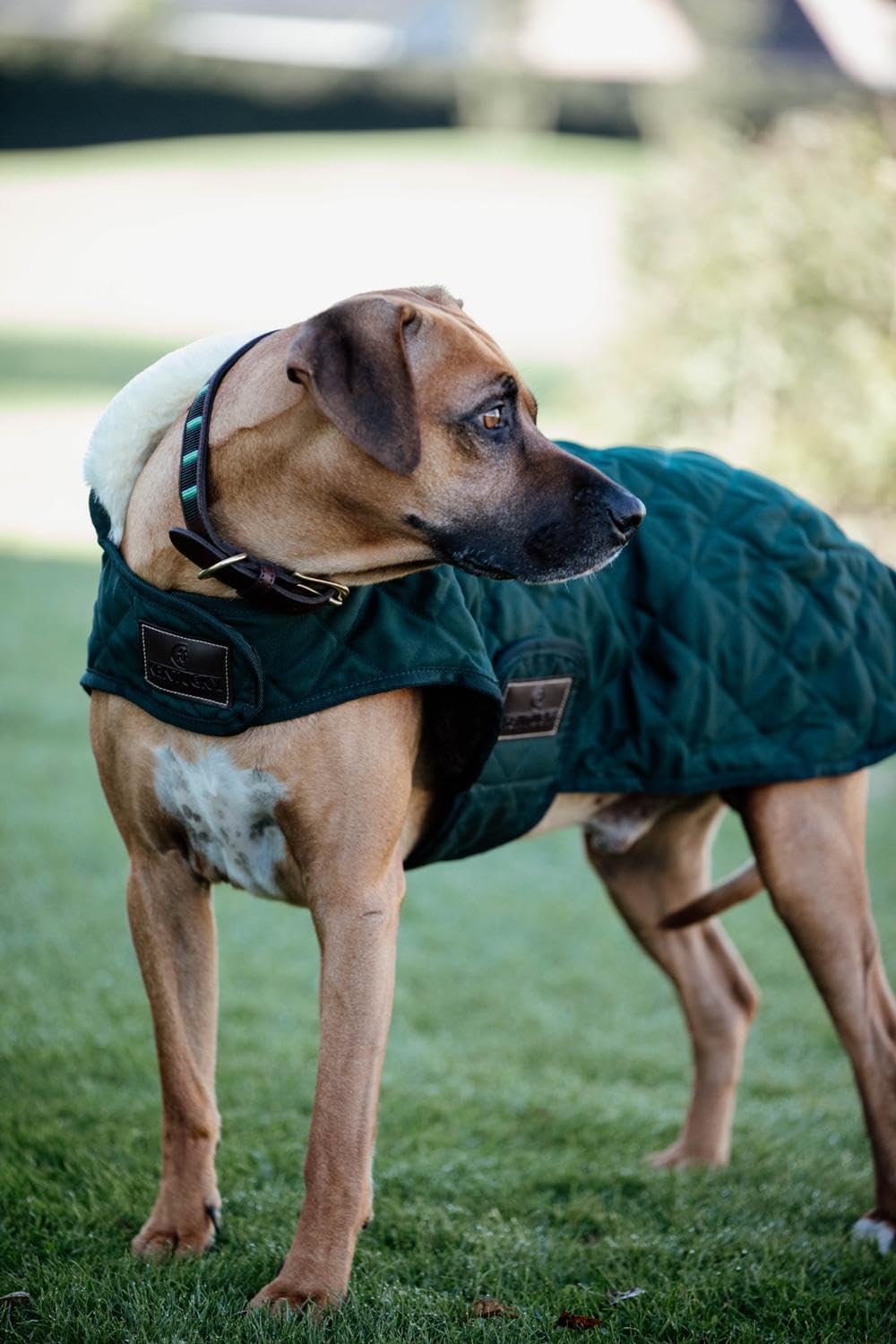 Kentucky Dogwear Hundemantel 160g, Grösse:M, Farbe:DarkGreen darkgreen M, darkgreen M