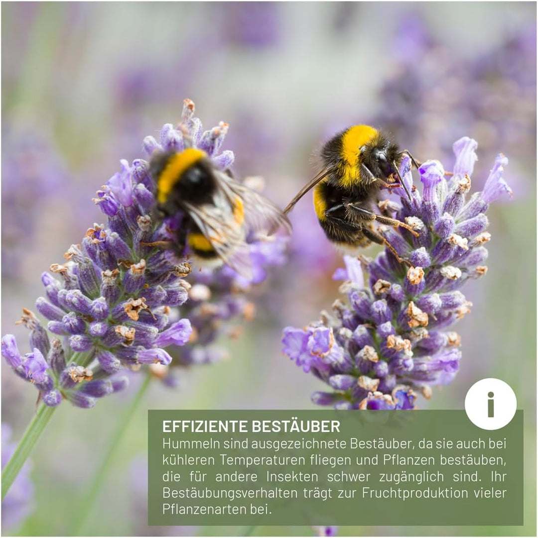 wildtier liebe Grosses Hummelhaus Natur I Geschraubtes Massivholz, Set - inkl. Lockstoff & Nistmater