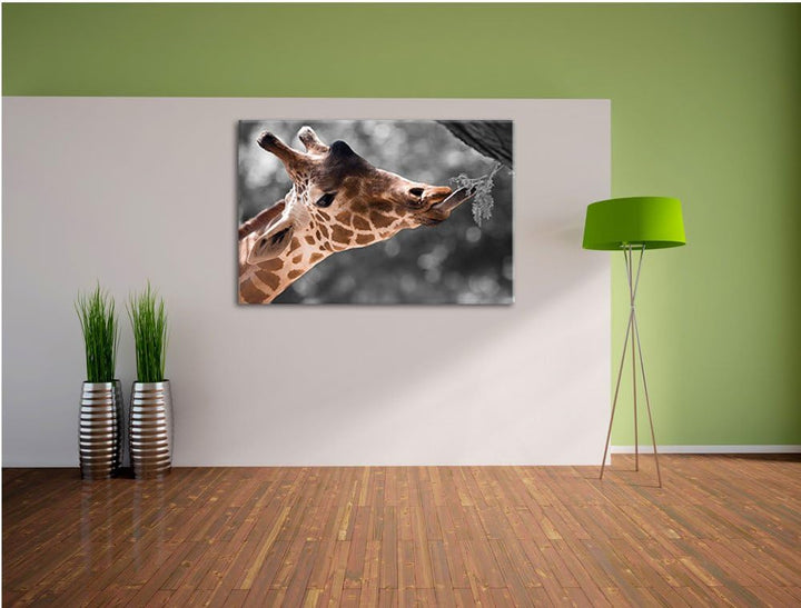Hungrige Giraffe mit Zweig schwarz/weiss Format: 100x70 auf Leinwand, XXL riesige Bilder fertig gera