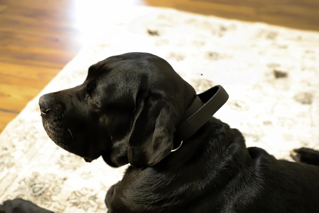 Dingo Braun Halsband aus Weichem Leder mit Griff Speziell für Schäfer Rasse Hund 13106 5.0 x 70 cm (
