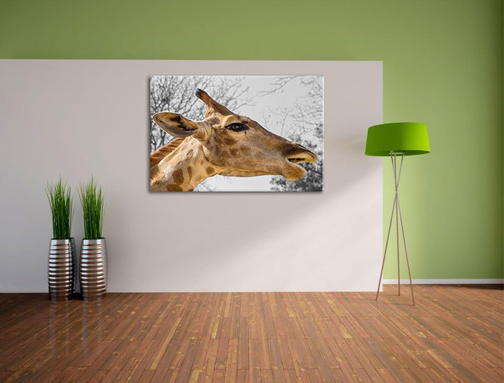 anmutige Giraffe isst schwarz/weiss auf Leinwand, XXL riesige Bilder fertig gerahmt mit Keilrahmen,