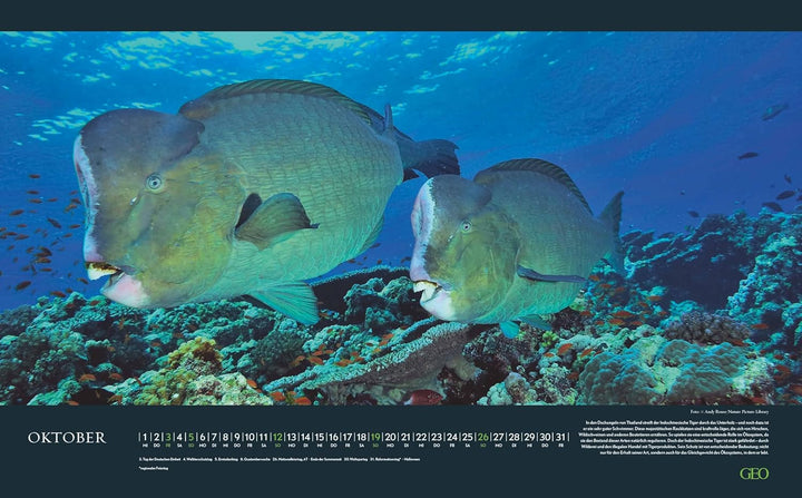 GEO - Einzigartige Tierarten 2026 – Wandkalender 58x36 cm, Poster-Kalender mit 12 Monatsblättern, de