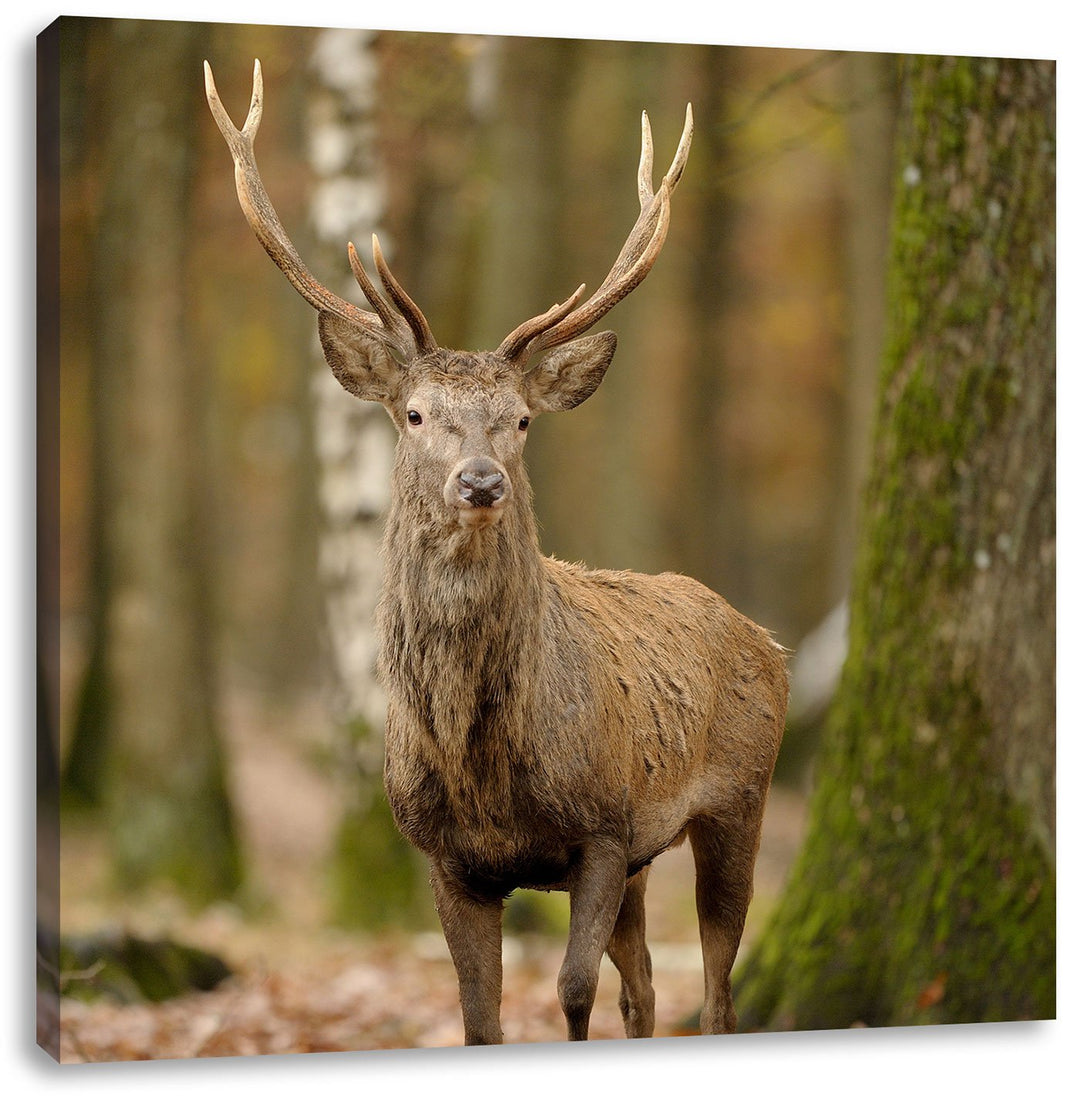 Schöner Hirsch im Wald, Format: 70x70 auf Leinwand, XXL riesige Bilder fertig gerahmt mit Keilrahmen