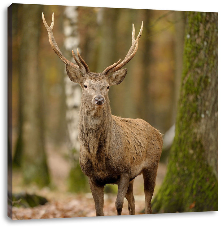 Schöner Hirsch im Wald, Format: 70x70 auf Leinwand, XXL riesige Bilder fertig gerahmt mit Keilrahmen