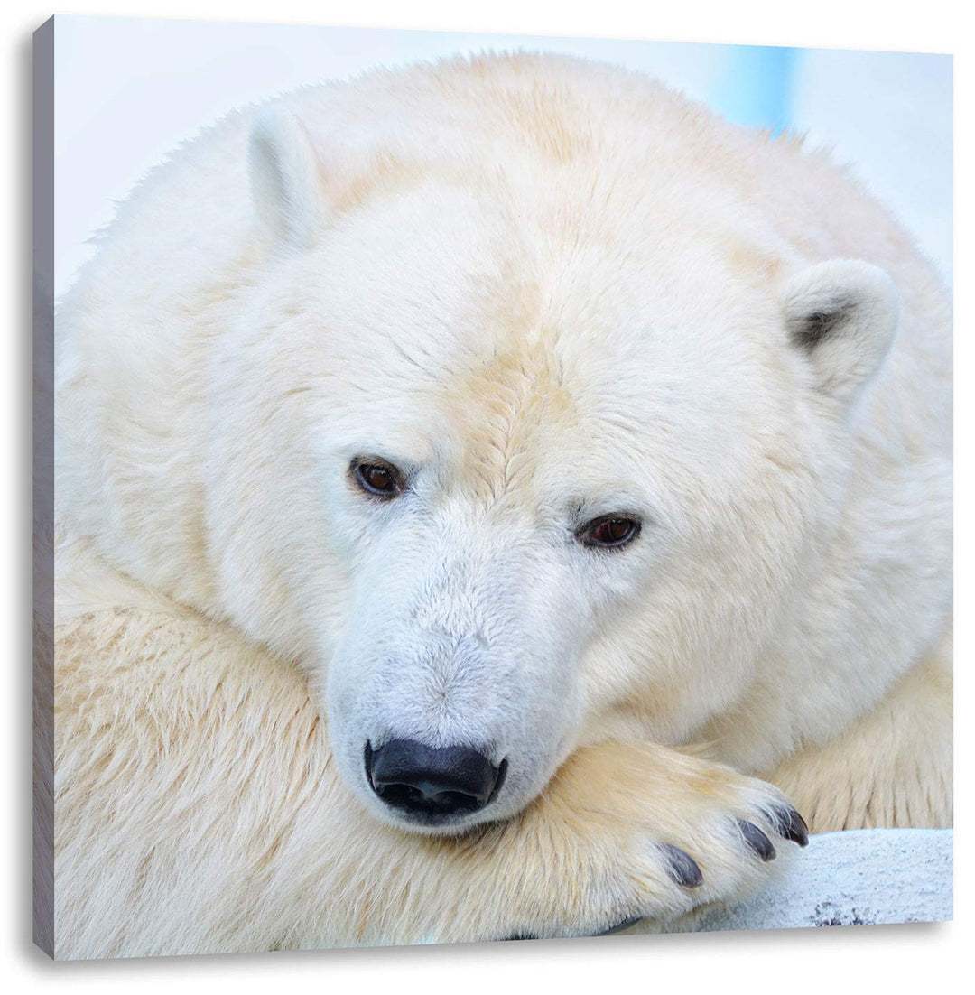 Nachdenklicher Eisbär, Format: 70x70 auf Leinwand, XXL riesige Bilder fertig gerahmt mit Keilrahmen,