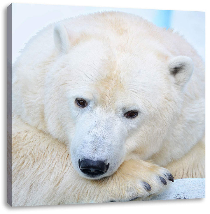 Nachdenklicher Eisbär, Format: 70x70 auf Leinwand, XXL riesige Bilder fertig gerahmt mit Keilrahmen,