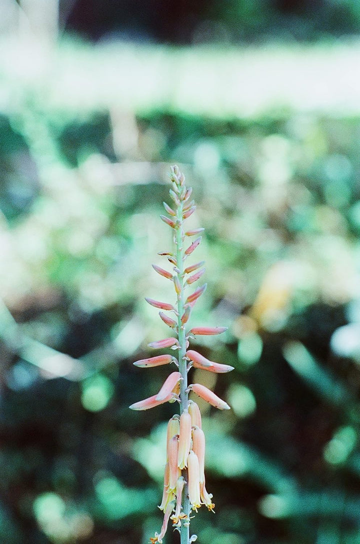 RETO Amber D400 35-mm-Farbnegativ-Kinofilm, 27 Belichtungen, ISO400, 135, filmisch, Kinostil, C41-Pr