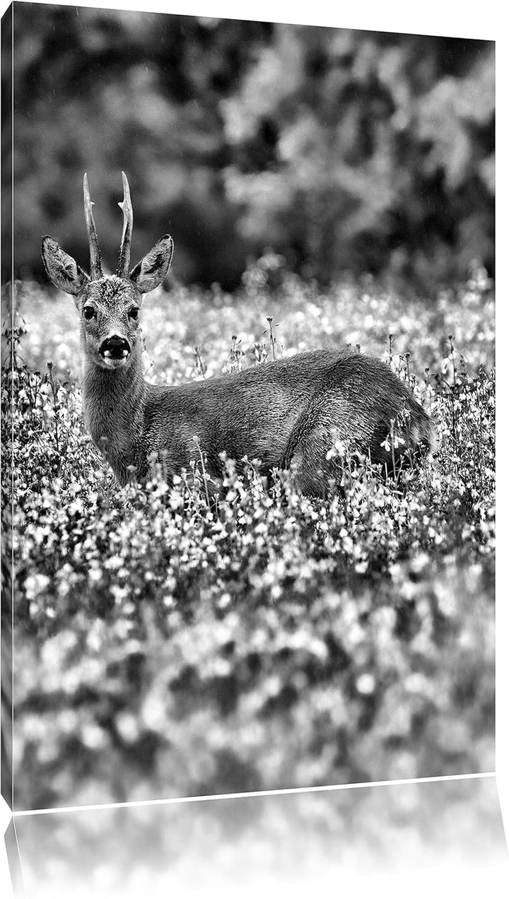 Pixxprint junger Hirsch auf Wildwiese / 100x70cm Leinwandbild bespannt auf Holzrahmen/Wandbild Kunst