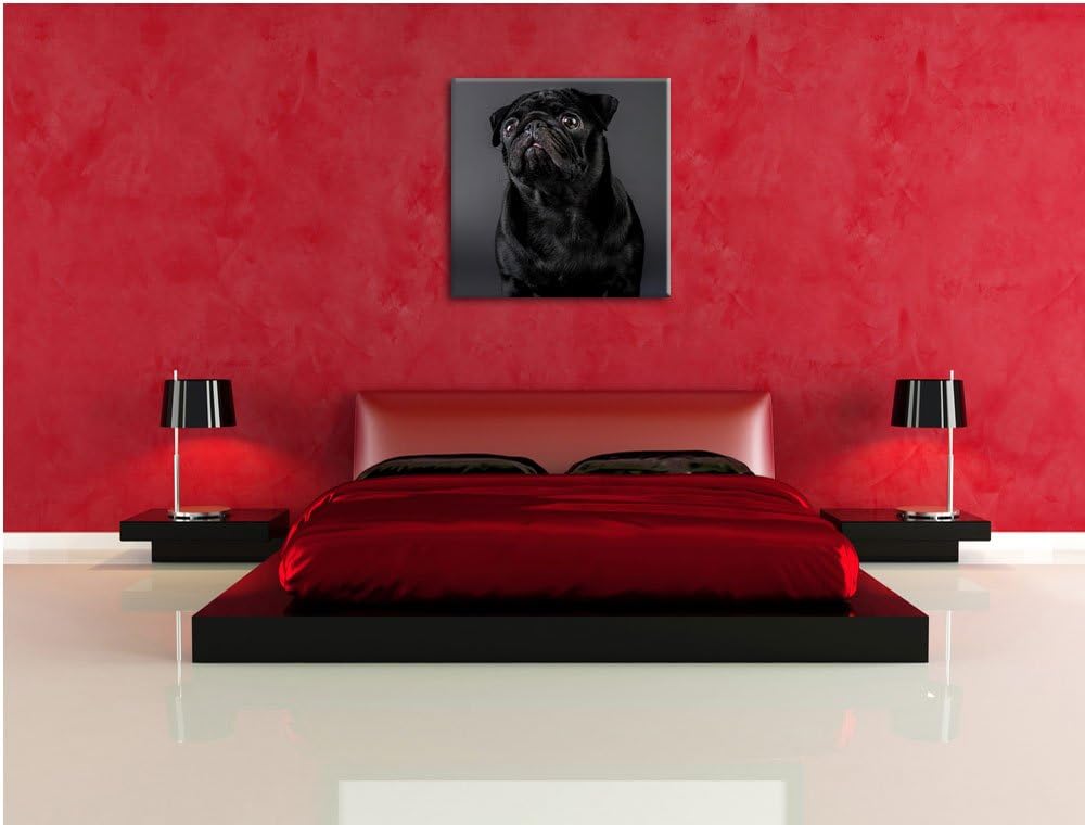 Süsser schwarzer Mops, Format: 70x70 auf Leinwand, XXL riesige Bilder fertig gerahmt mit Keilrahmen,