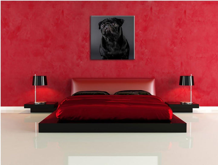 Süsser schwarzer Mops, Format: 70x70 auf Leinwand, XXL riesige Bilder fertig gerahmt mit Keilrahmen,