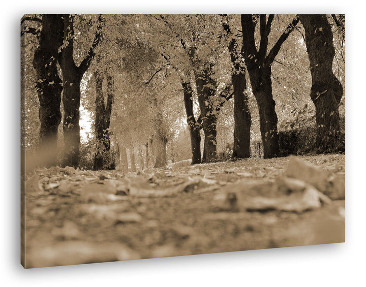 deyoli Blätter bedeckter Waldweg Format: 80x60 Effekt: Sepia als Leinwand, Motiv fertig gerahmt auf