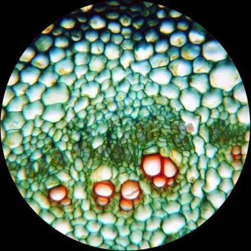 AmScope M150C-PS25 Zusammengesetztes Monokularmikroskop, Okulare WF10x und WF25x, 40x-1000x-Vergröss