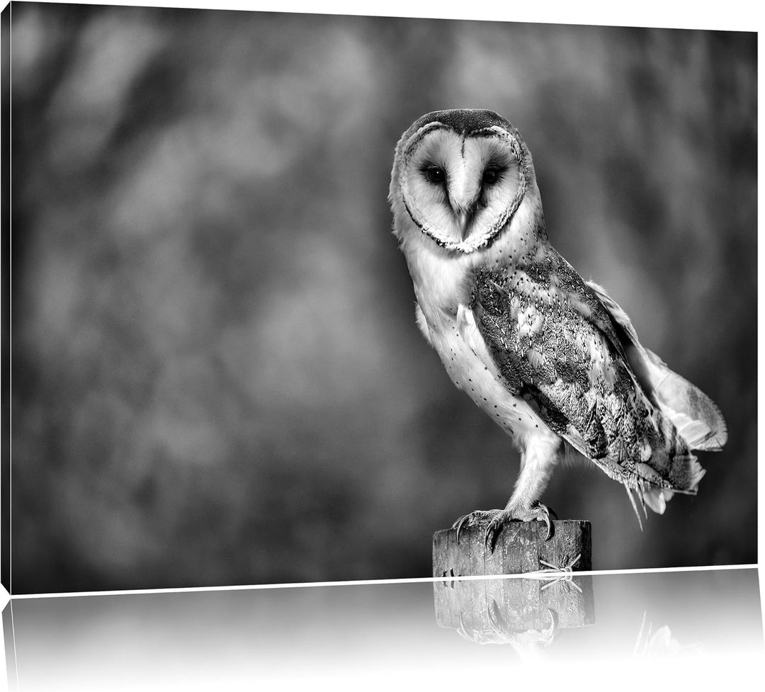 Monocrome, Eule, Format: 100x70 auf Leinwand, XXL riesige Bilder fertig gerahmt mit Keilrahmen, Kuns