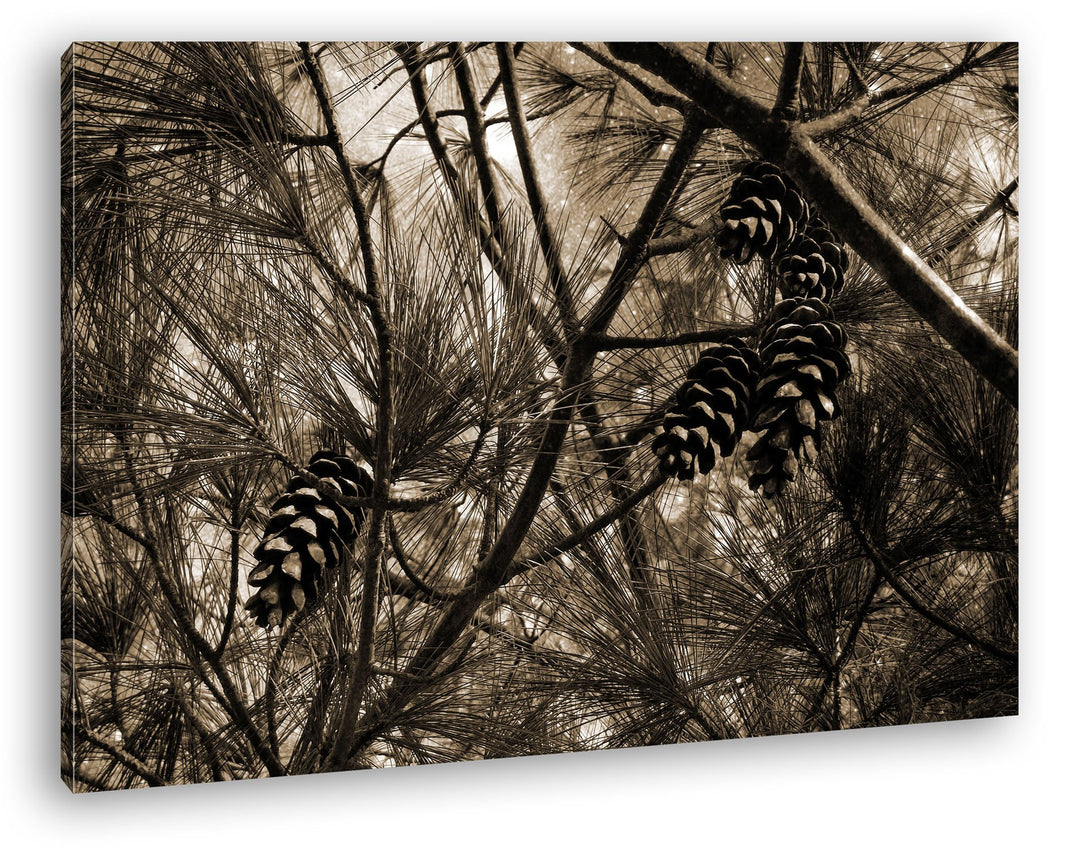 deyoli Kiefernzapfen im Wald Format: 80x60 Effekt: Sepia als Leinwandbild, Motiv fertig gerahmt auf
