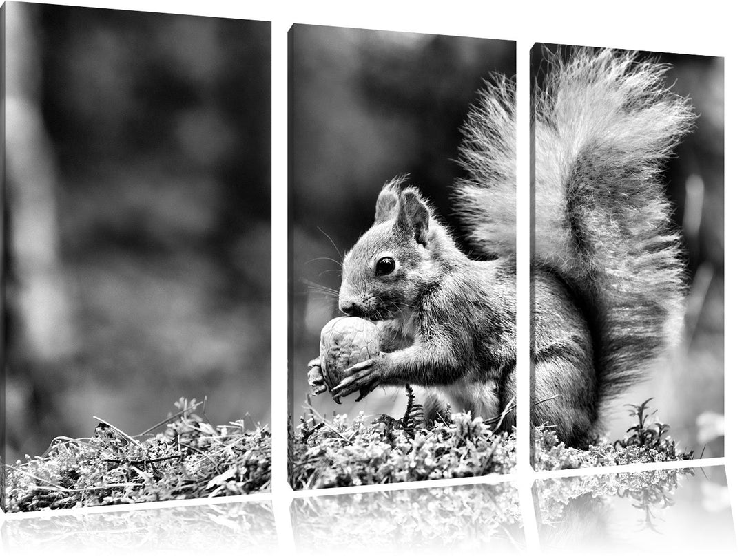 Pixxprint Eichhörnchen mit Nuss als Leinwandbild/Grösse: 3 Teilig (120x80) / Wandbild/Kunstdruck/fer