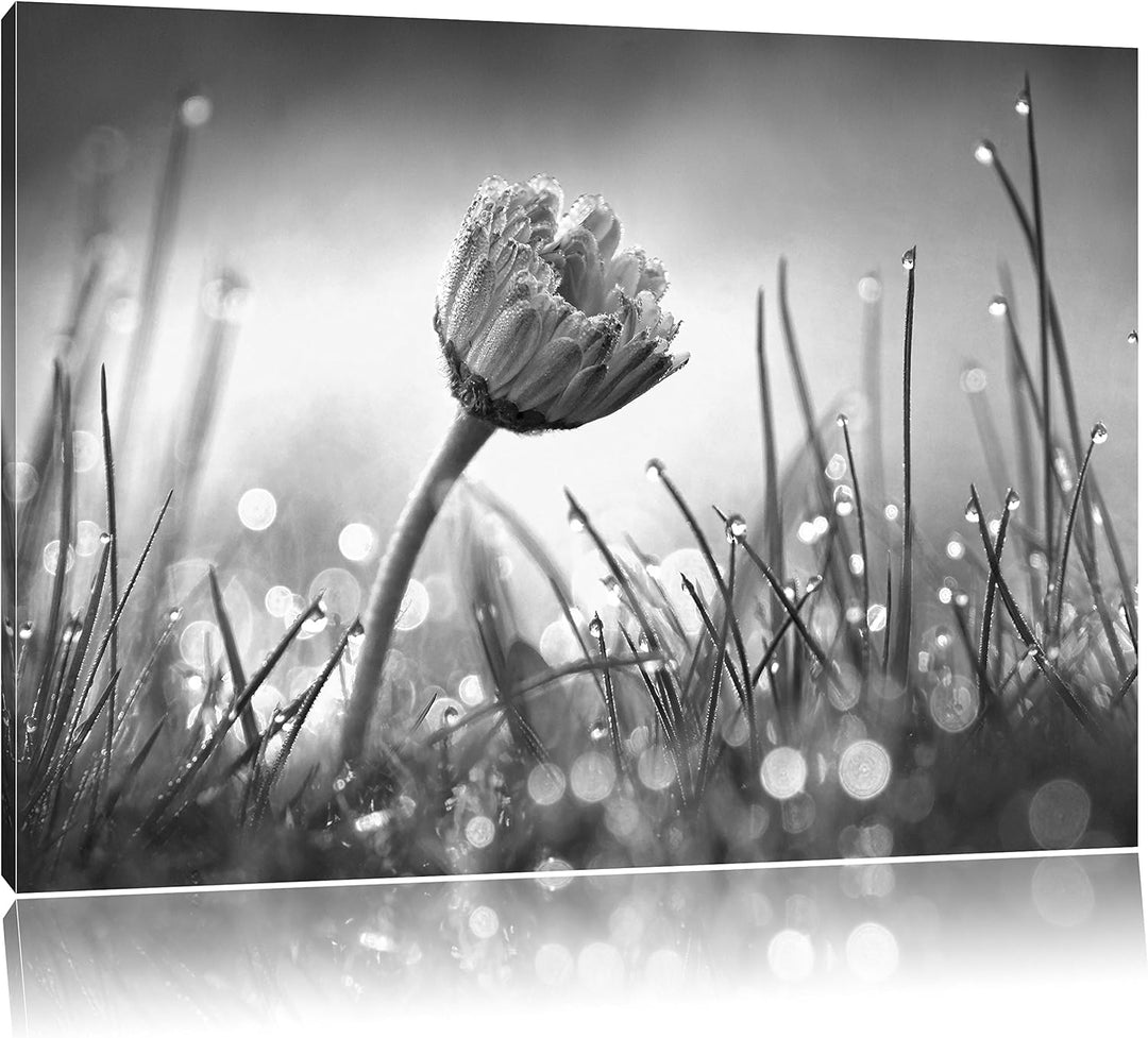 Pixxprint Gänseblümchen im Gras als Leinwandbild | Grösse: 100x70 cm | Wandbild | Kunstdruck | ferti