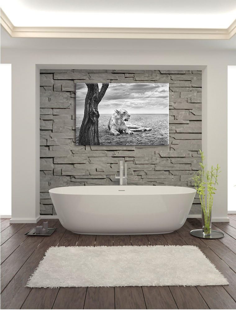 Pixxprint Löwin Ruhe Savanne Kunst B&W als Leinwandbild/Grösse: 100x70 / Wandbild/Kunstdruck/fertig