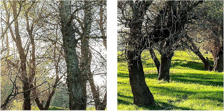 Runa Art Wandbilder Wald Landschaft Bild XXL Schlafzimmer Wohnzimmer Grün Sonne 120 x 80 cm 3 Teilig