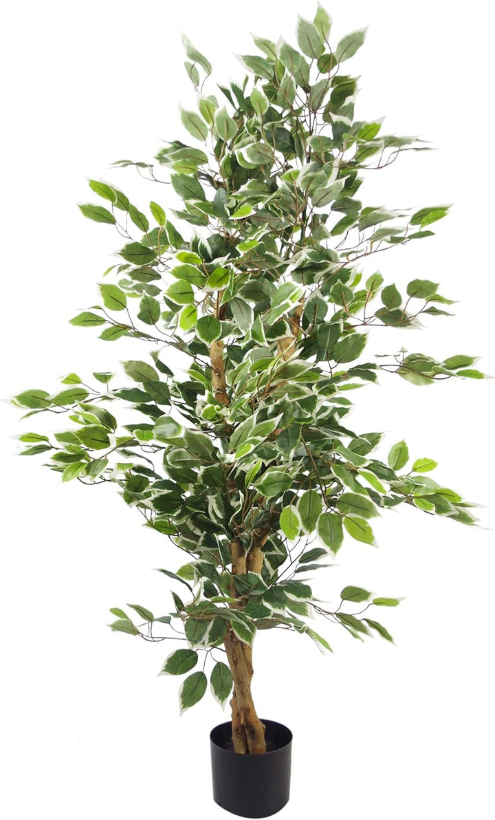 Blatt, 130 cm, grüner Fikusbaum, weisser Rand, buschig 130 cm Weisse Kante., 130 cm Weisse Kante.