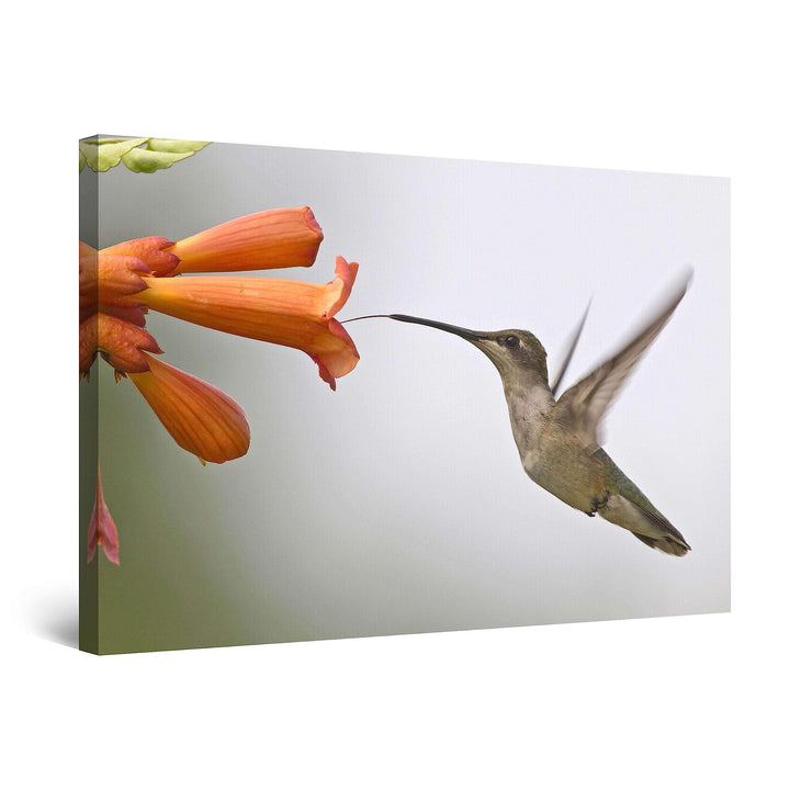 Startonight Bilder Netter Kolibri, Leinwandbilder Moderne Kunst, Vögel Wanddeko Kunstdrucke, Wandbil