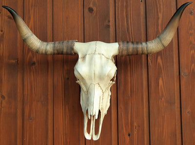 Bullenschädel Longhorn Schädel Skull Totenschädel Schädel Geweih Figur