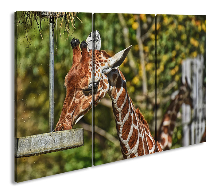 deyoli Giraffe beim Fressen Format: 3Teilig als Leinwandbild, Motiv fertig gerahmt auf Echtholzrahme