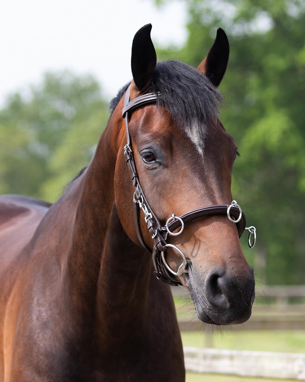 QHP Kappzaum Leder Pony, Pony