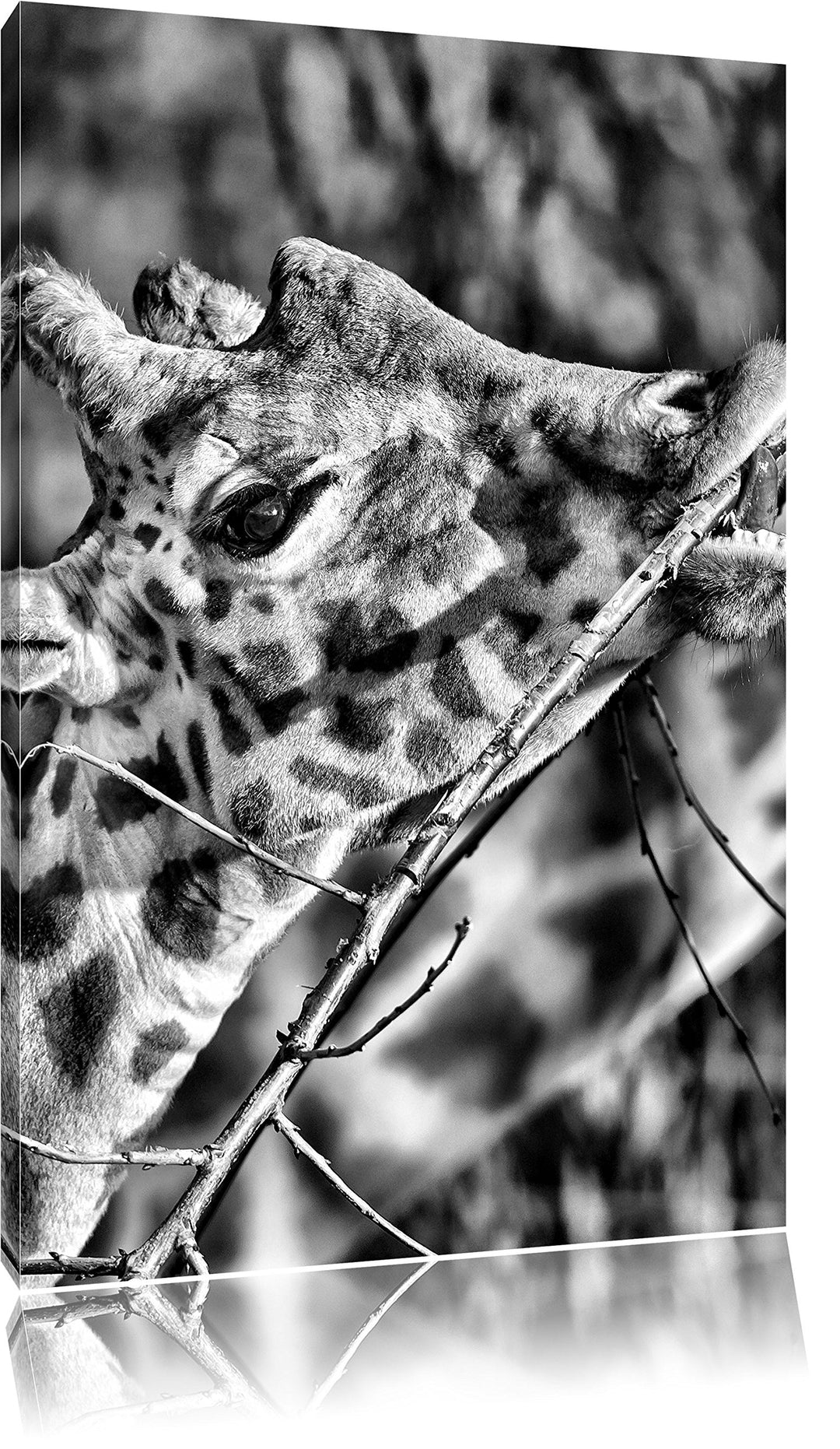 Pixxprint fressende Giraffe als Leinwandbild/Grösse: 100x70 cm/Wandbild/Kunstdruck/fertig bespannt,