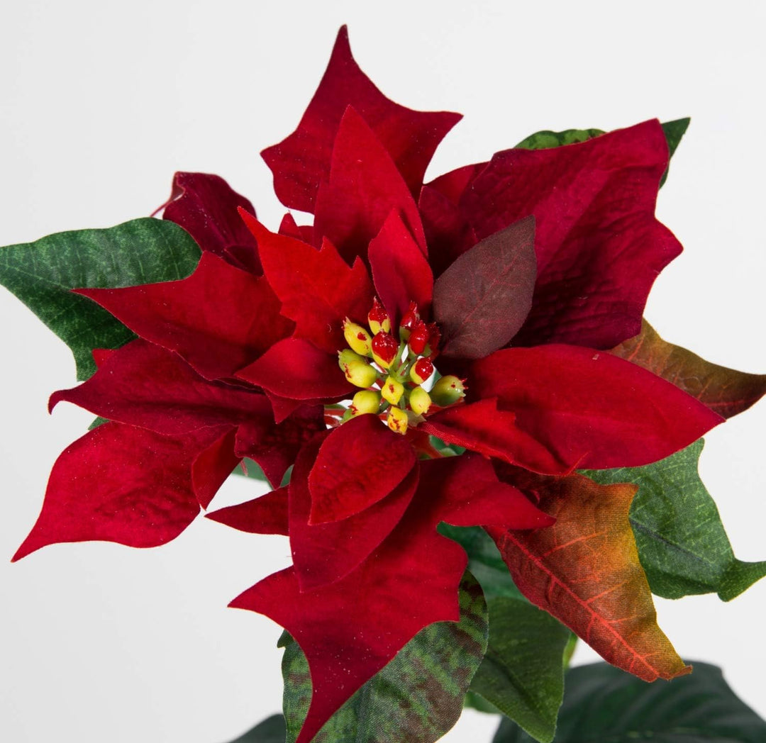 Seidenblumen Ross 12 Stück Weihnachtsstern Natura 72cm samt-rot PM Kunstblumen künstliche Blumen Poi