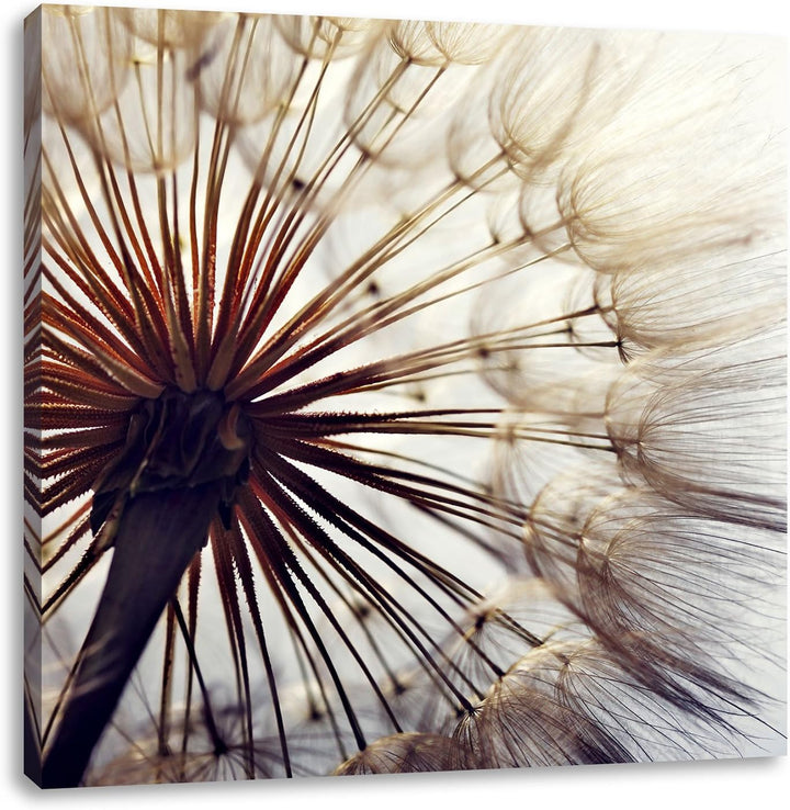 Schöne Pusteblume, Format: 70x70 auf Leinwand, XXL riesige Bilder fertig gerahmt mit Keilrahmen, Kun