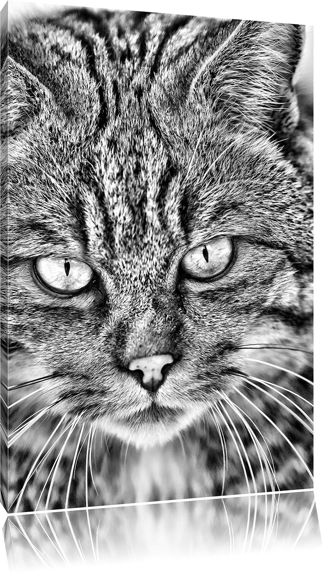 Monocrome, lauernde Manul, Format: 100x70 auf Leinwand, XXL riesige Bilder fertig gerahmt mit Keilra