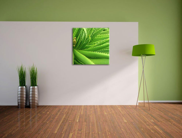Pixxprint Aloe Vera als Leinwandbild Quadratisch/Grösse: 70x70 / Wandbild/Kunstdruck/fertig bespannt