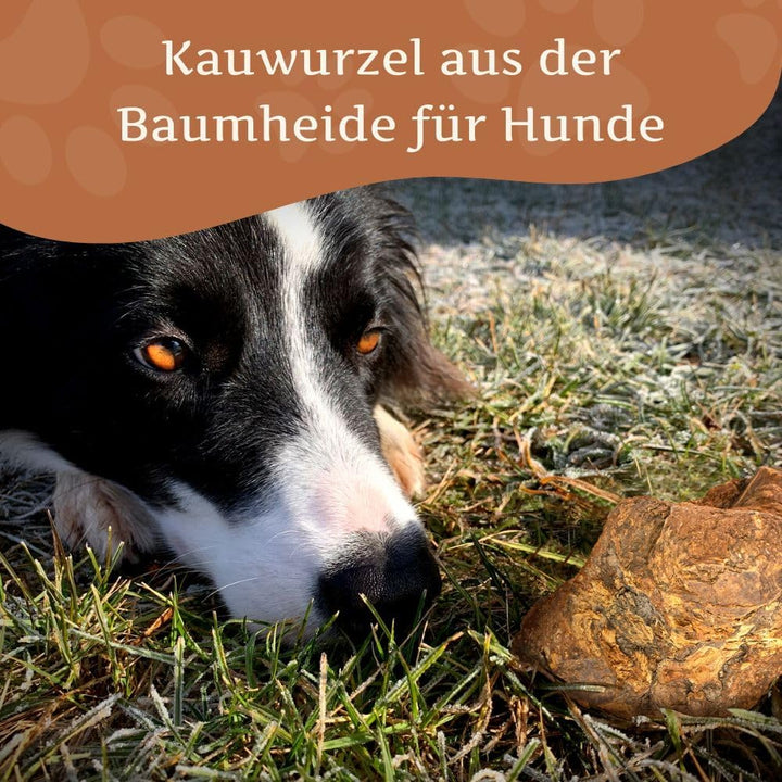 Wildfang® 3 Kauwurzel Hund (Grösse L) – Natürliches Kauholz aus Baumheide – Langlebiges & splitterfr