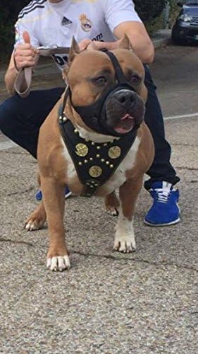 Bestia Maximus Echtleder Hundegeschirr. 100% Leder Weich gepolsterte Brustplatte Handgefertigt in Eu