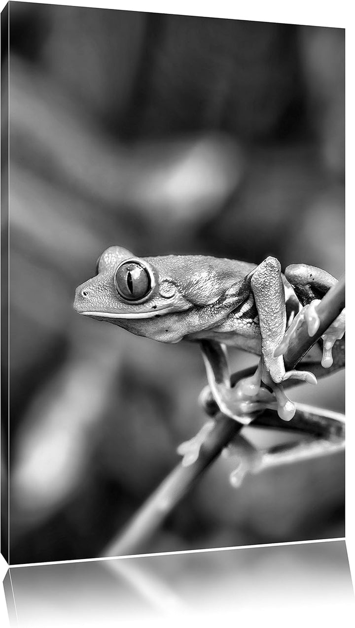 Pixxprint Grüner Kleiner Frosch auf AST als Leinwandbild | Grösse: 100x70 cm | Wandbild | Kunstdruck