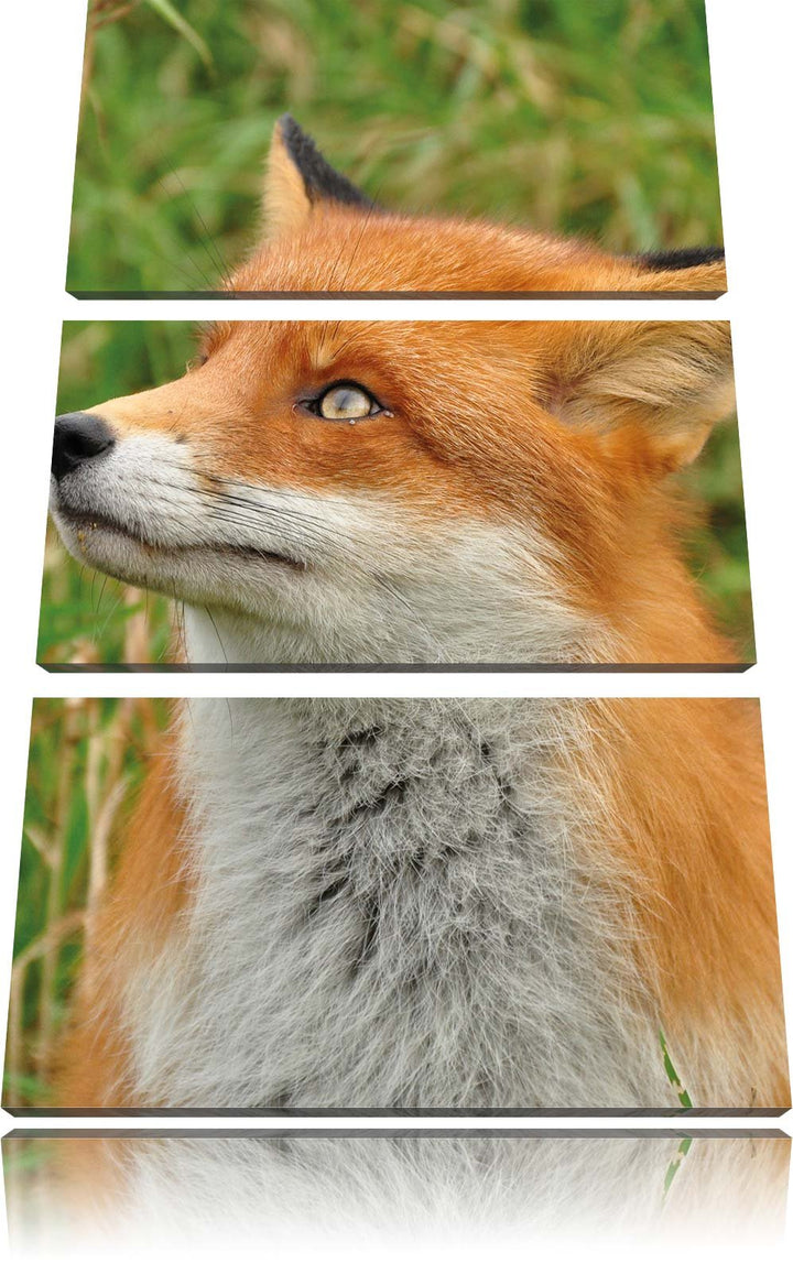 Pixxprint Fuchs auf Wiese als Leinwandbild/Grösse: 3 Teilig (120x80) cm/Wandbild/Kunstdruck/fertig b