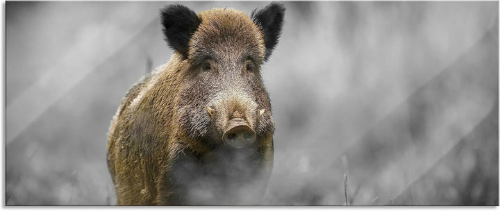 Pixxprint Glasbild Panorama, Wandbild aus Echtglas, einsames Wildschwein im Wald, 100x40 cm, inkl. A