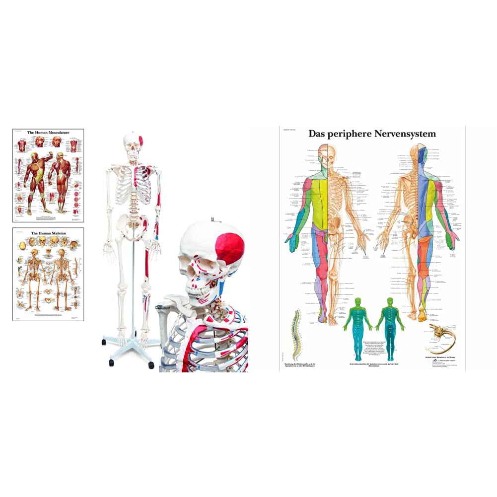 Elementary Anatomy Skelett - Mike, das Budget-Muskelskelett &amp; Ursprüngen - Schulungsmaterialien - Ha