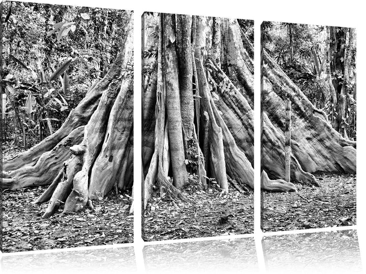 Pixxprint Mächtiger Urwald Baum als Leinwandbild/Grösse: 3 Teilig (120x80) cm/Wandbild/Kunstdruck/fe