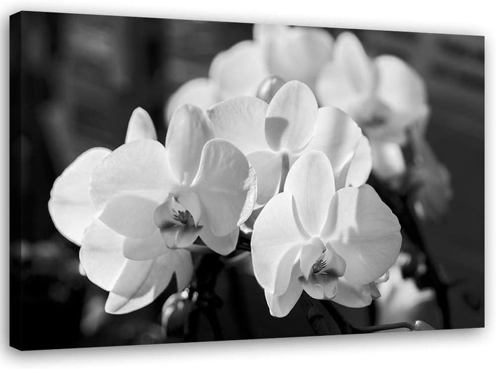 Feeby Wanddeko Orchideen Leinwandbild Kunstdruck schwarz-weiss 90x60 cm Leinwandbild 90x60 cm schwar