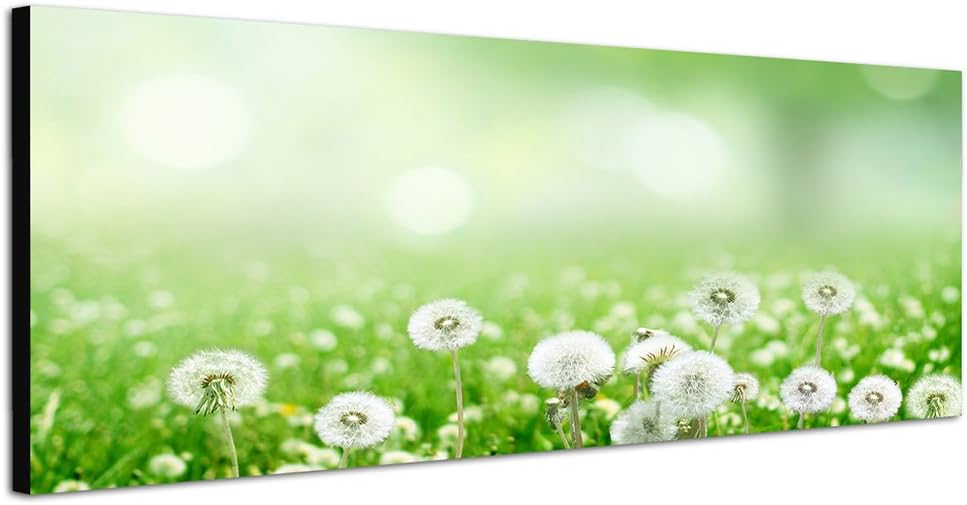 Paul Sinus Art Panoramabild auf Leinwand und Keilrahmen 150x50cm Wiese Pusteblumen Frühling