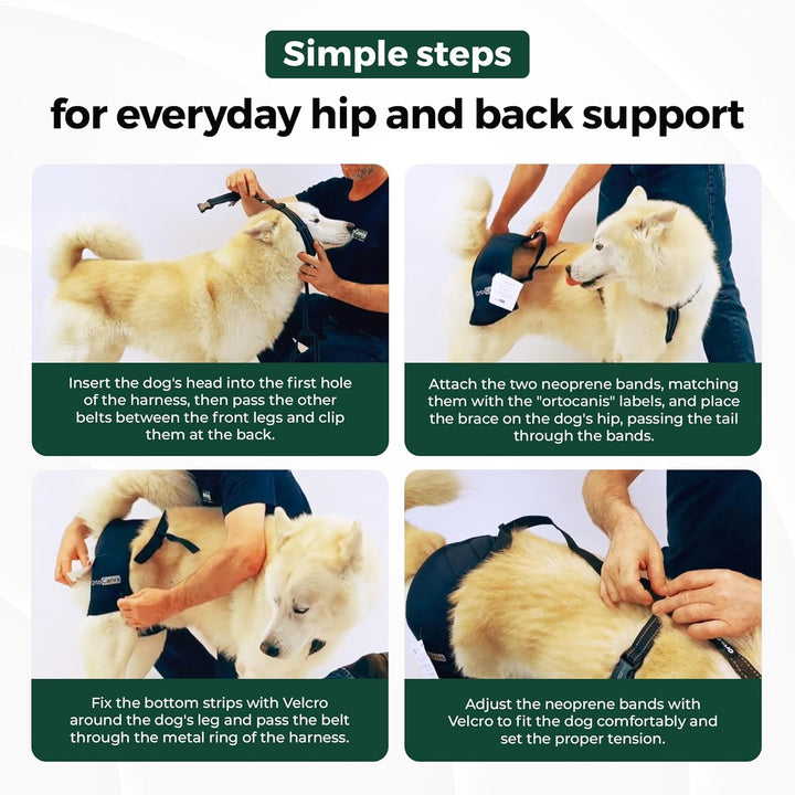Ortocanis - Hüftorthese für Hunde - Hüftdysplasie, Hüftschmerzen oder Lokalisierten Arthrose - Stabi