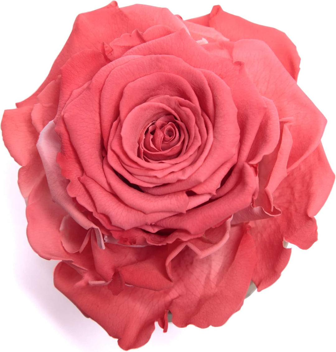 ROSEMARIE SCHULZ Heidelberg Infinity Rose im Glas die Schöne und das Biest echte lanlebige Rose mit