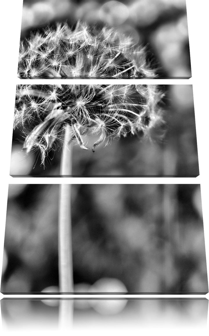 Pixxprint Monocrome, Pusteblume auf Wiese 3-Teiler Leinwandbild 120x80 Bild auf Leinwand