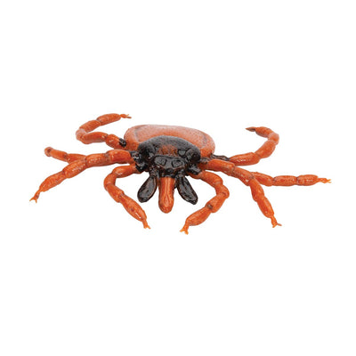 3B Scientific Biologie - Gemeiner Holzbock (Ixodes ricinus), Modell