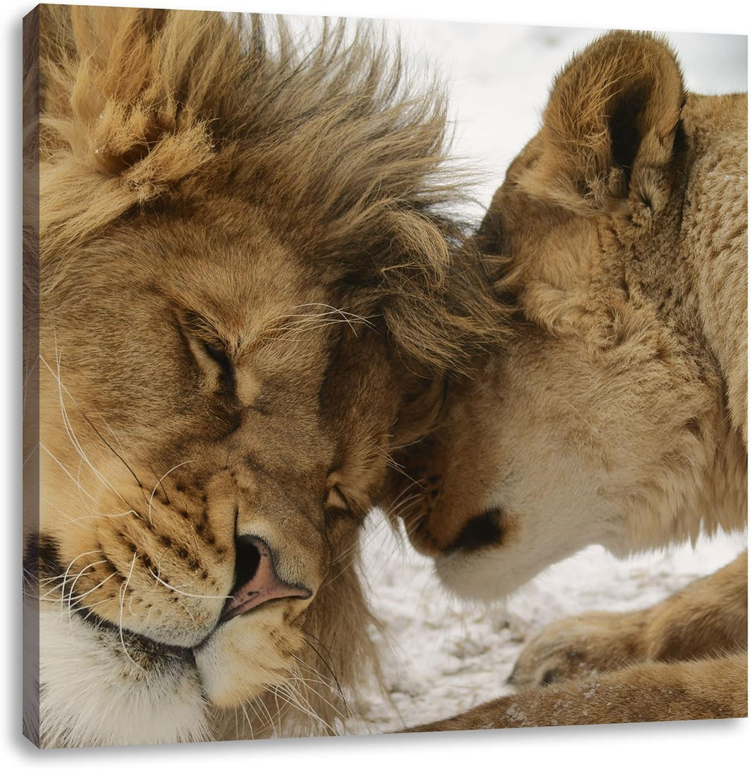Kuschelnde Löwen, Format: 70x70 auf Leinwand, XXL riesige Bilder fertig gerahmt mit Keilrahmen, Kuns